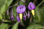 Climbing nightshade